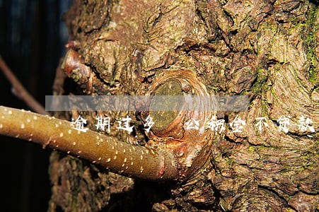 逾期过多 公积金不贷款 逾期过多 公积金不贷款